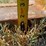 #103-•-set-of-42"-pallet-forks-image-8