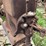 1.5hp-mccormick-deering-ihc-m-image-7