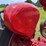 farmall-560-lp-image-73