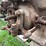 6hp-mccormick-deering-ihc-m-w/-clutch-pulley-image-7