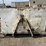 dump-bin-image-5