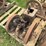 nelson-bros.-little-jumbo-image-3
