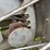 little-bull-tractor-image-11
