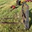 #101-•-skid-steer-forks-image-5