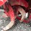 #6649-•-troy-bilt-rototiller-image-18