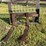 #101-•-skid-steer-forks-image-1