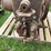 6hp-mccormick-deering-ihc-m-w/-clutch-pulley-image-6