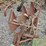 #2067-•-massey-ferguson-3b-3pt-plow-image-9