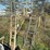 2-ladder-tree-stands-image-1