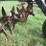 #29438-•-armstrong-ag-10’-hyd-aerator-k9801-image-10