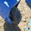 #29460-•-top-cat-ssscr72-72"-skid-steer-harley-rake-ssscr7222072901-image-13