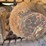 2019-caterpillar-303.5e2-cr-image-10