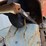 wheelbarrows-(x2)-image-2