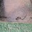 #29443-•-5’-3pt-cutter-image-7