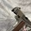 #4782-•-original-colt-government-model-.45-acp-auto-pistol,-sn:-gv066764-image-14