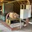 #104-•-tyrone-berry-carriage-drive-and-feed-image-1