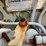 towable-diesel-fuel-tank-with-pump-image-18