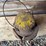 handlan-lantern-image-2