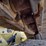 2017-komatsu-d39px-24-image-39