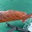 winchester-us-mdl.1917-30-06sprg-rifle-image-2