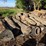 pile-of-wood,-mostly-ash,-has-been-down-approx-10-years,-ready-to-cut-and-burn-image-7