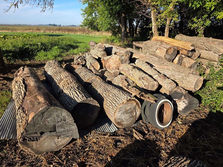 pile-of-wood,-mostly-ash,-has-been-down-approx-10-years,-ready-to-cut-and-burn-image-7