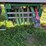 great-dane-28-image-6