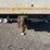 2009-ford-f250-image-36