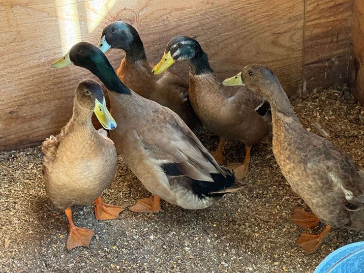 5-ducks,-born-in-may,-buying-all-for-one-money-image-1