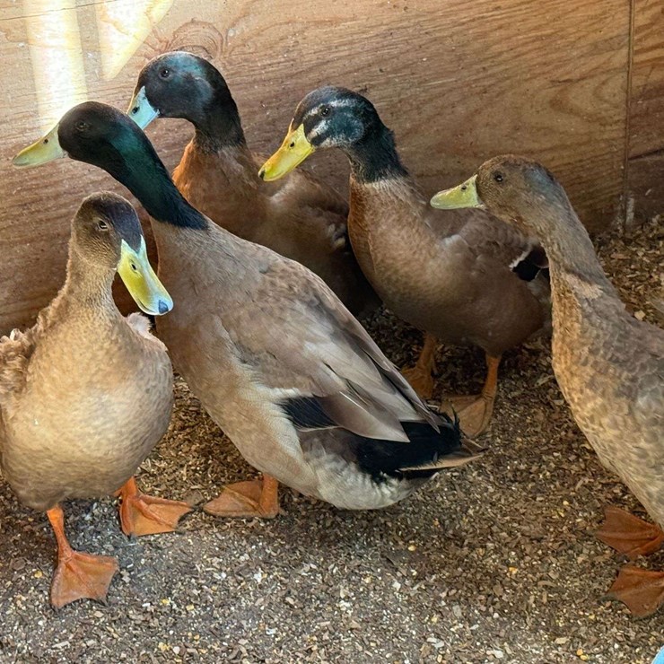 5 Ducks, Born in May, Buying All for One Money
