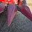 case-ih-1063-image-8