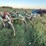 glencoe-soil-saver-image-7