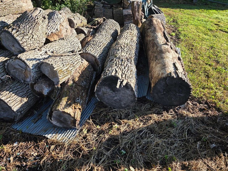 pile-of-wood,-mostly-ash,-has-been-down-approx-10-years,-ready-to-cut-and-burn-image-3