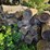 pile-of-wood,-mostly-ash,-has-been-down-approx-10-years,-ready-to-cut-and-burn-image-5