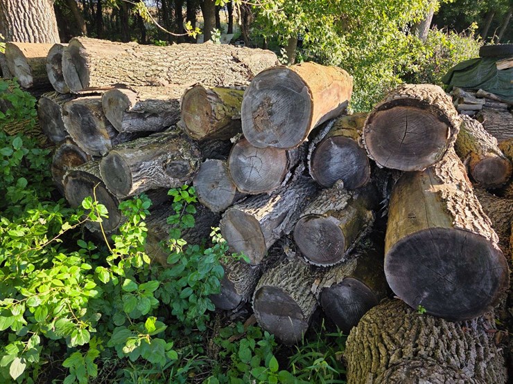pile-of-wood,-mostly-ash,-has-been-down-approx-10-years,-ready-to-cut-and-burn-image-5
