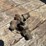 3/4"-penberthy-injector-image-3