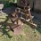 3-bottom-ferguson-plow,-3pt-hookup-image-1