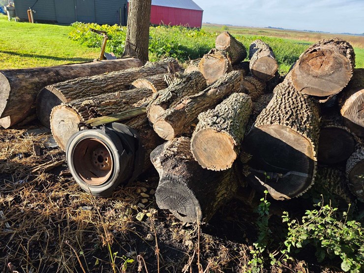 pile-of-wood,-mostly-ash,-has-been-down-approx-10-years,-ready-to-cut-and-burn-image-9