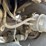2000-kenworth-t800-image-29