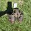 avery-25-50-carburetor-image-1