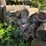 pile-of-wood,-mostly-ash,-has-been-down-approx-10-years,-ready-to-cut-and-burn-image-6