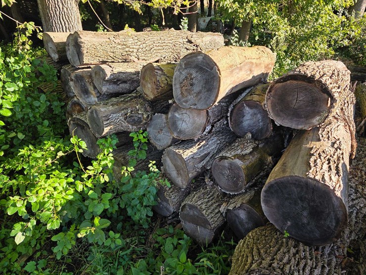 pile-of-wood,-mostly-ash,-has-been-down-approx-10-years,-ready-to-cut-and-burn-image-6