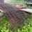 16’-long-hog-panels,-34”-tall,-buying-all-for-one-money-image-1