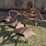 3-bottom-ferguson-plow,-3pt-hookup-image-2