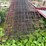 16’-long-hog-panels,-34”-tall,-buying-all-for-one-money-image-4
