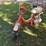 1980-suzuki-50cc-motorbike/moped-for-restoration,-does-not-run,-*no-title-image-1