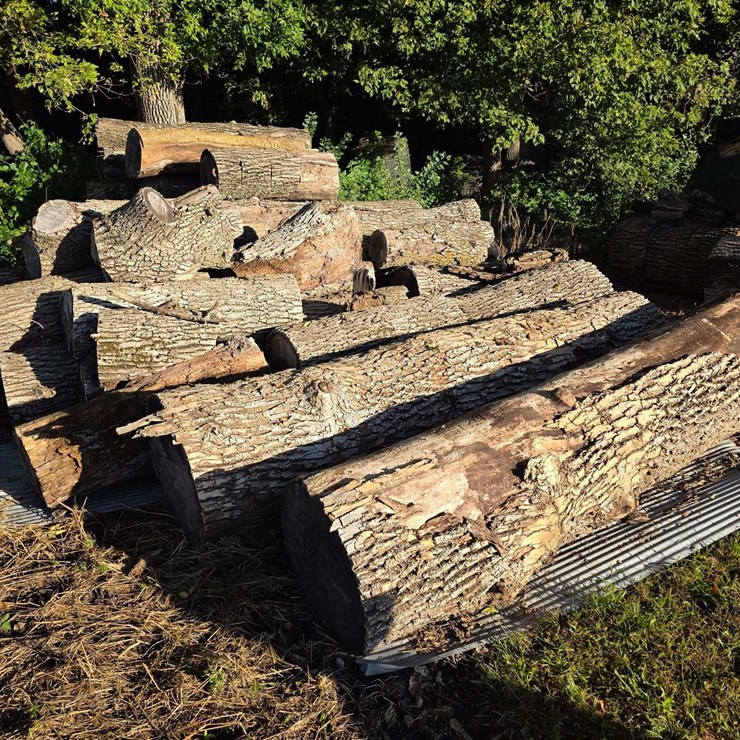 Pile of Wood, Mostly Ash, Has Been Down Approx 10 Years, Ready to Cut and Burn