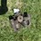 avery-25-50-carburetor-image-3