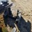 case-ih-7130-image-7