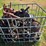 crate-full-of-yetter-closes-off-dmi-applicator-and-some-misc-hubs,-believed-to-be-approx-19,-buying-image-8